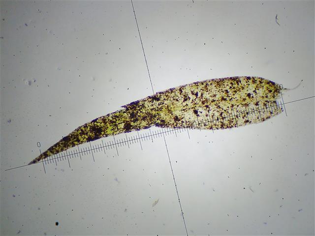 Drepanocladus aduncus (Hedw.) Warnst. #61877
