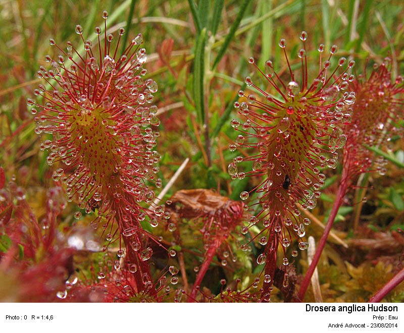 Drosera anglica Hudson #38780