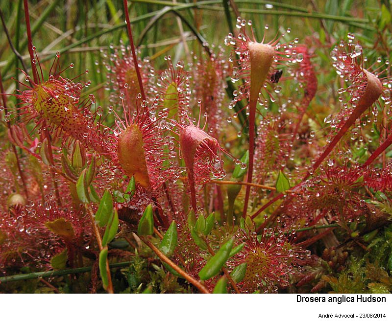 Drosera anglica Hudson #38779
