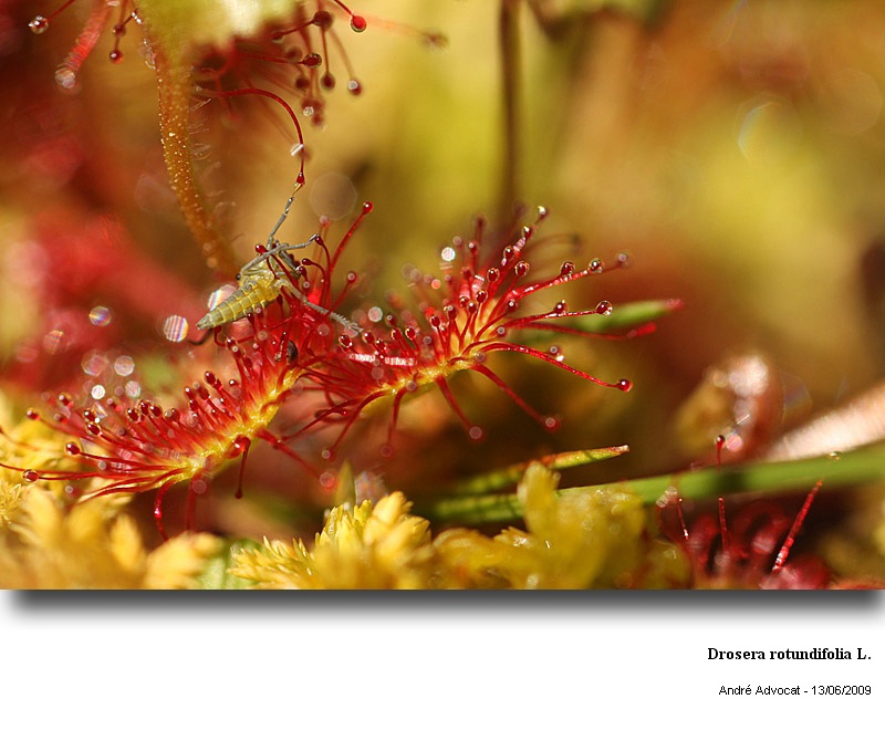 Drosera rotundifolia L. #11154