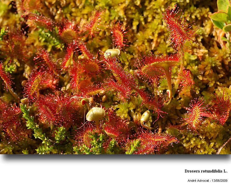 Drosera rotundifolia L. #11149