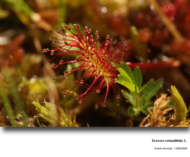 Drosera rotundifolia L. #11152