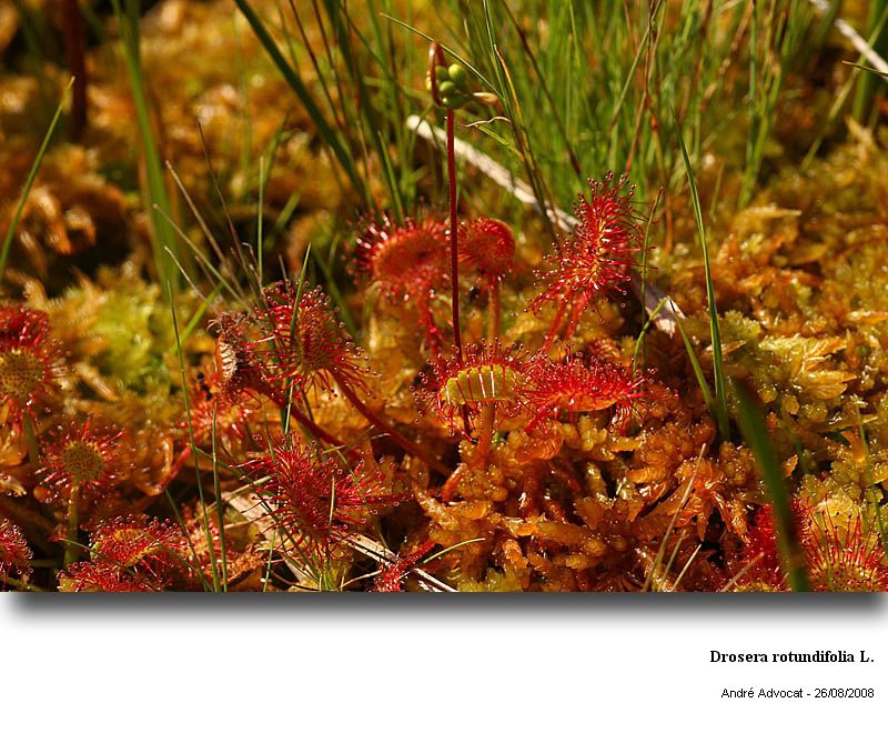 Drosera rotundifolia L. #11148