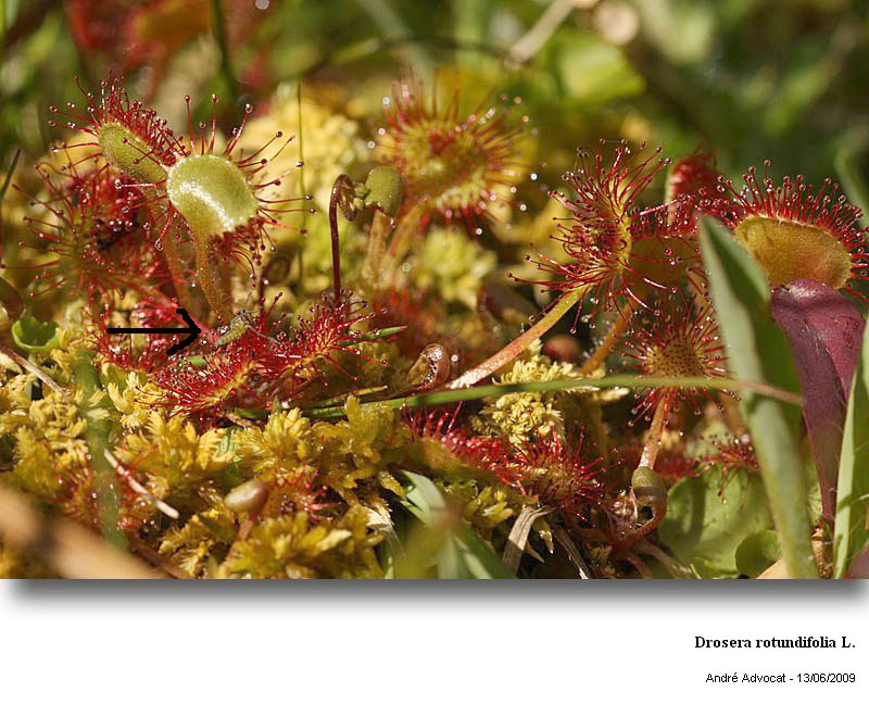 Drosera rotundifolia L. #11153
