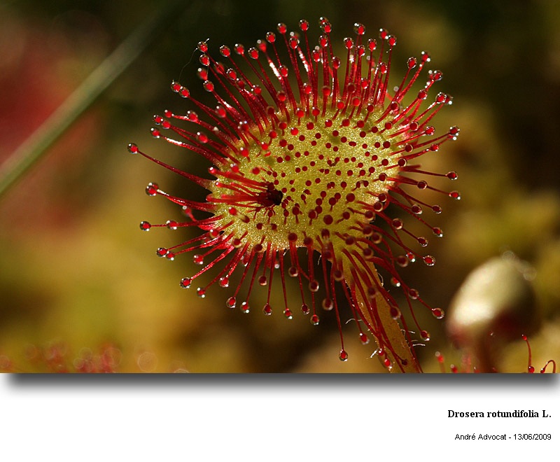 Drosera rotundifolia L. #11151