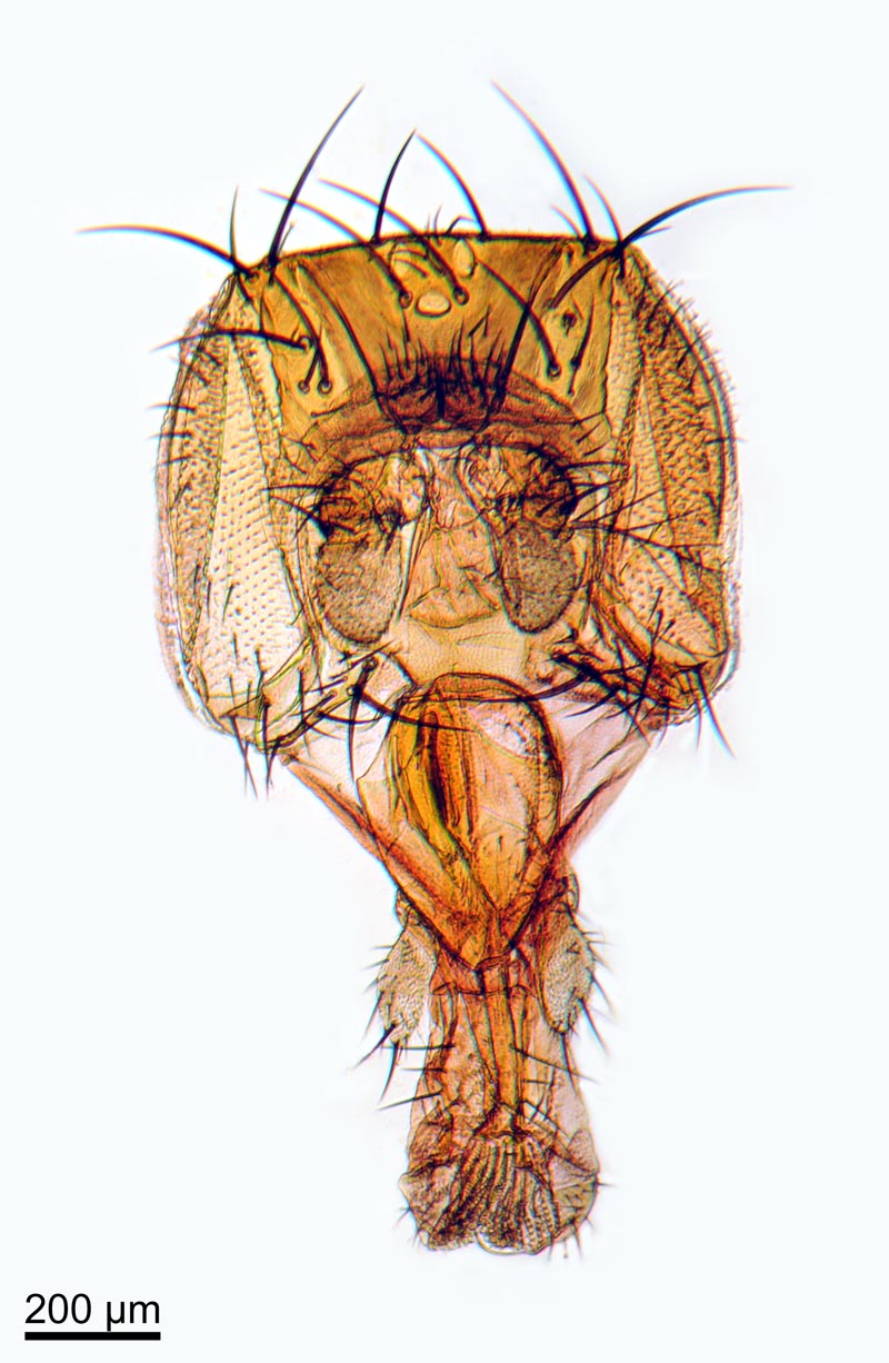 Drosophila sp. #39563