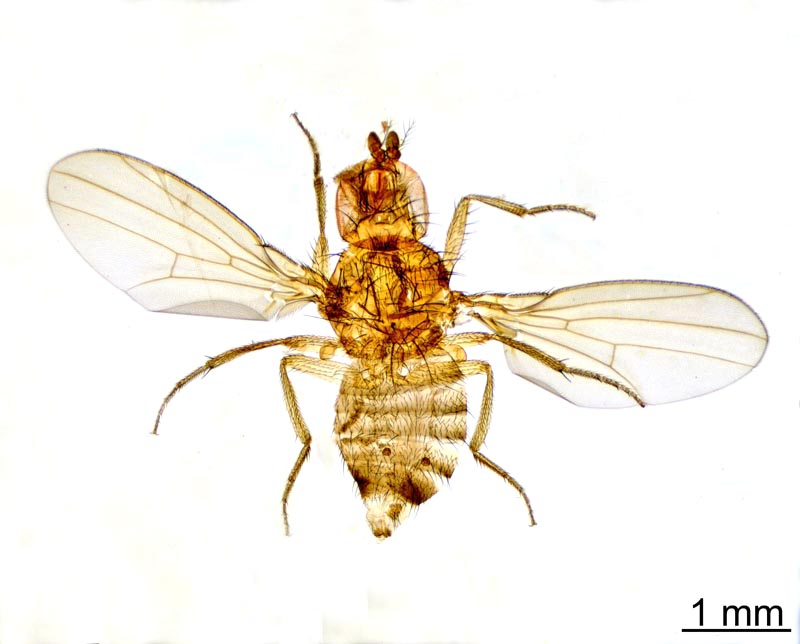 Drosophila sp. #39564