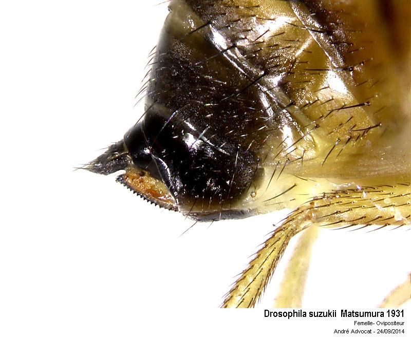 Drosophila suzukii Matsumura 1931 #39289