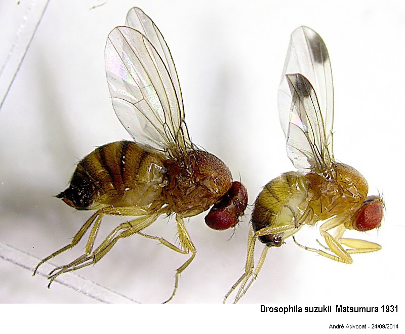 Drosophila suzukii Matsumura 1931 #39288