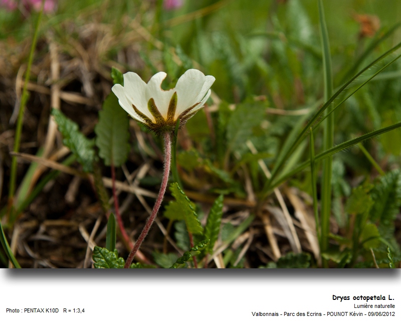 Dryas octopetala L. - Chênette, Dryade à huit pétales #27317