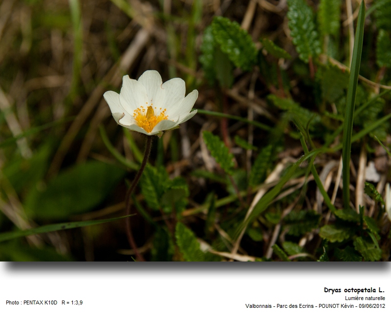 Dryas octopetala L. - Chênette, Dryade à huit pétales #27315