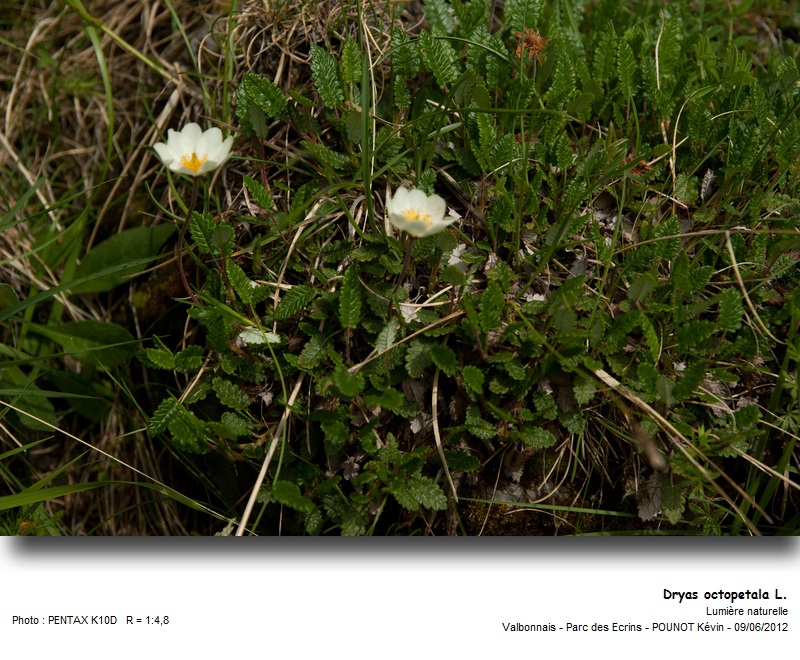 Dryas octopetala L. - Chênette, Dryade à huit pétales #27314