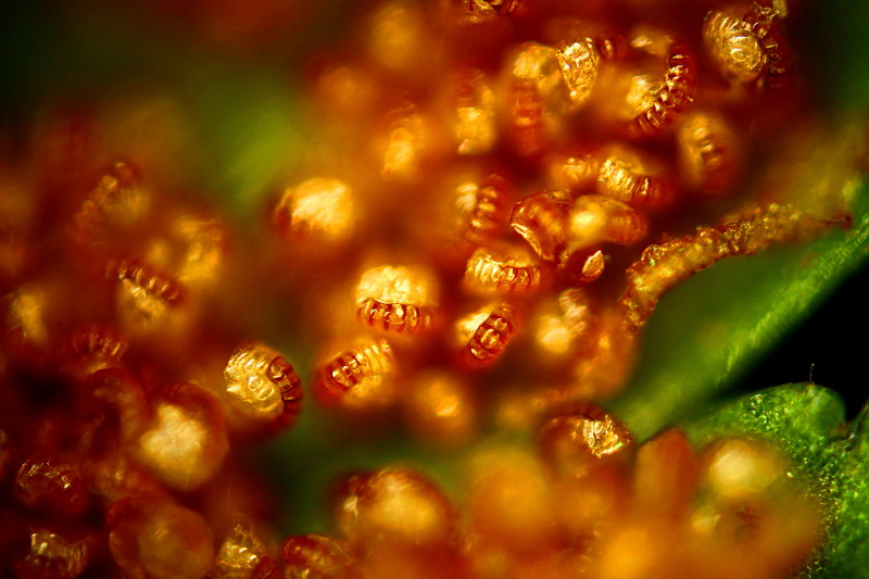 Dryopteris filix-mas Sporangien Fluorescense #42361