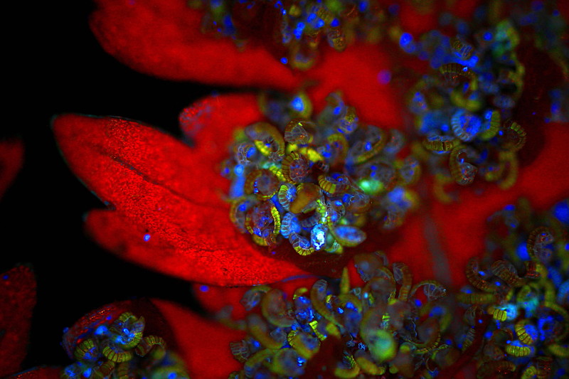 Dryopteris filix-mas Sporangien Fluorescense #42362