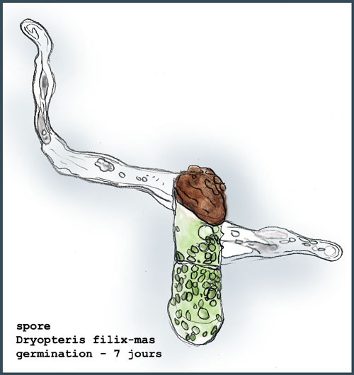 Dryopteris filix-mas - sporanges et spores #4471