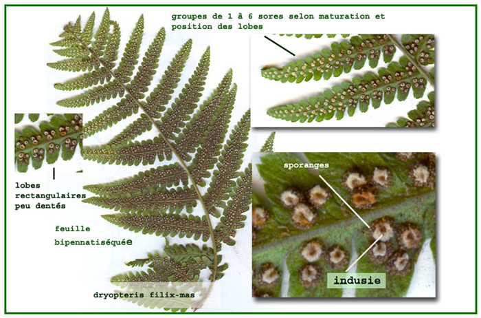 Dryopteris filix-mas - sporanges et spores #4309