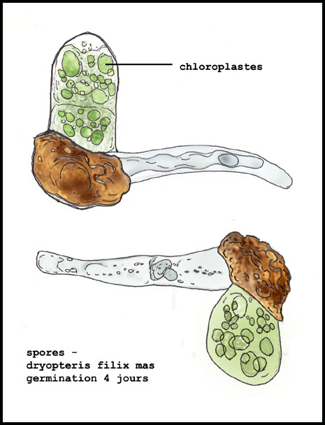 Dryopteris filix-mas - sporanges et spores #4470