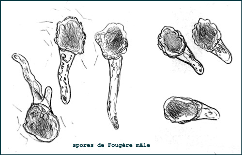 Dryopteris filix-mas - sporanges et spores #4408