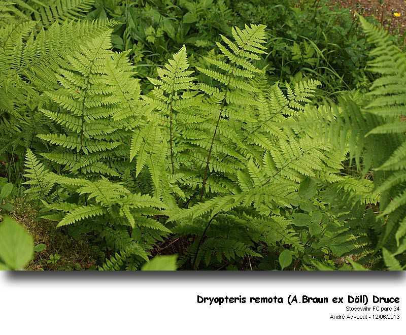Dryopteris remota  (A.Braun ex Döll) Druce #32419