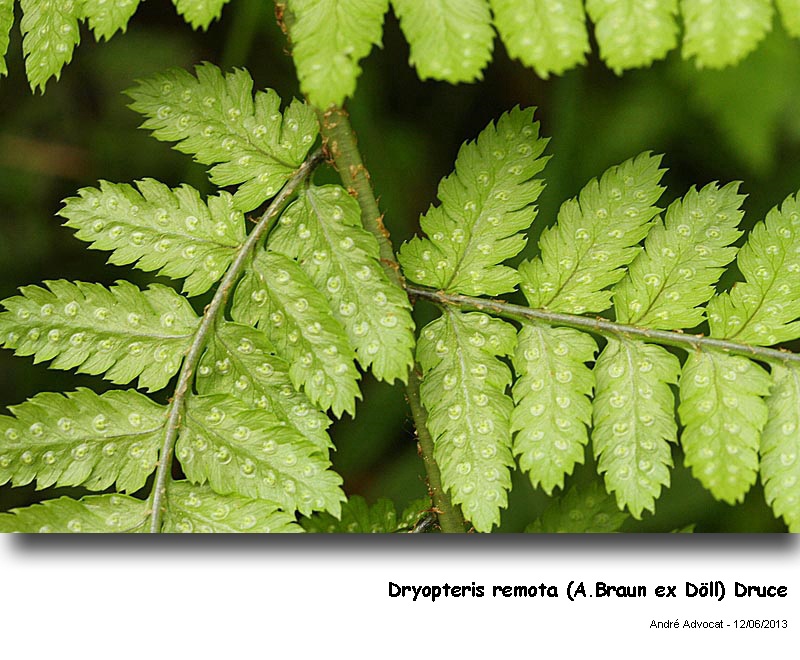 Dryopteris remota  (A.Braun ex Döll) Druce #32421