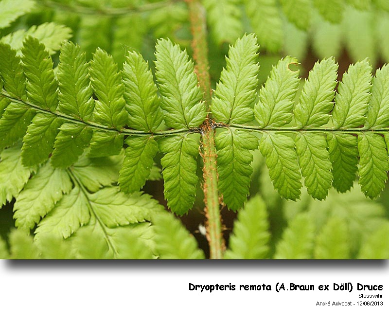 Dryopteris remota  (A.Braun ex Döll) Druce #32420