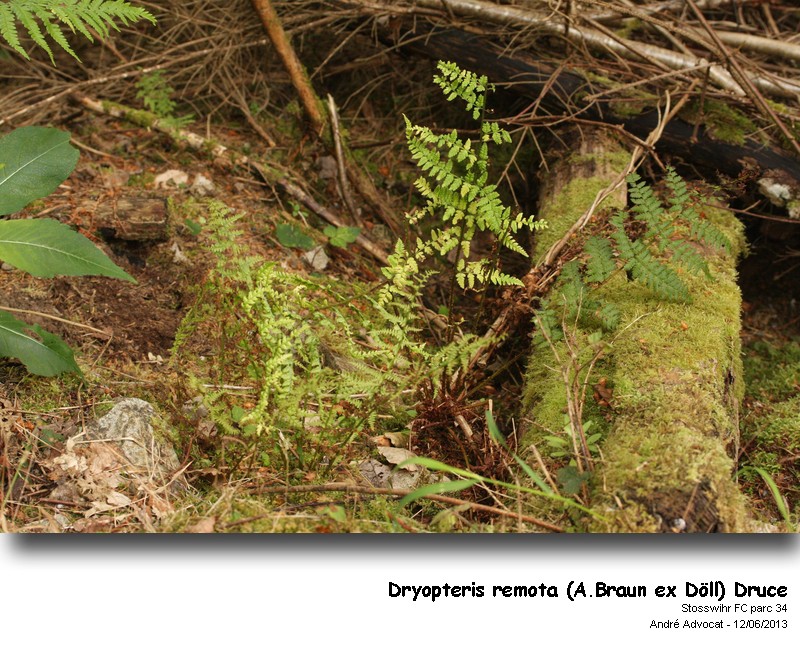 Dryopteris remota  (A.Braun ex Döll) Druce #32423