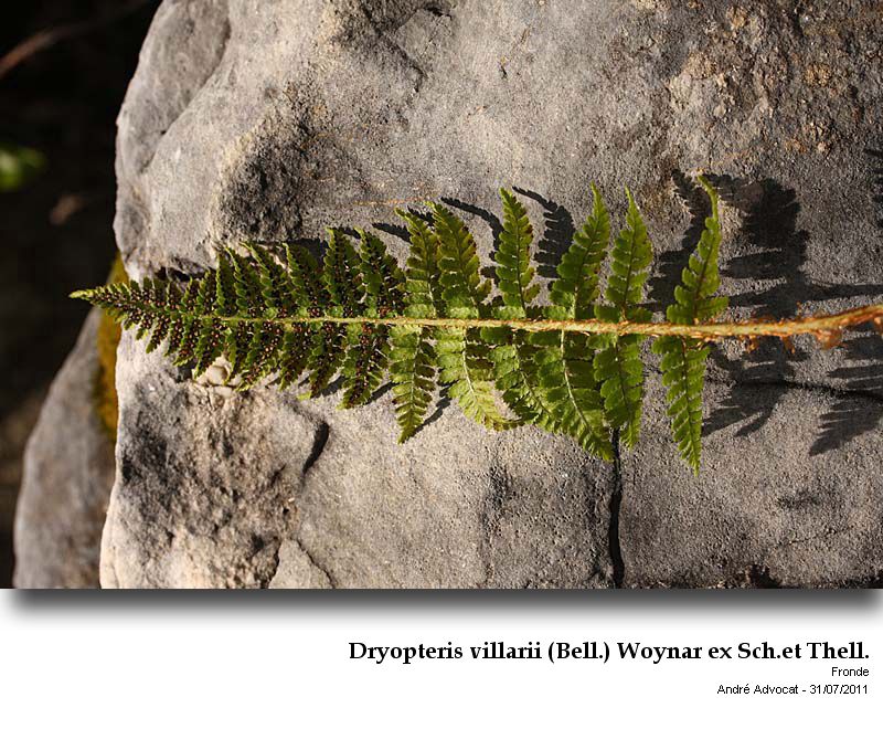 Dryopteris villarii (Bell.) Woynar ex Sch.et Thell. #23988