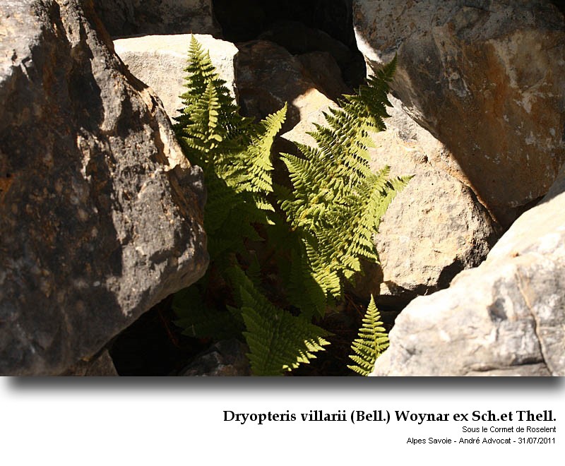 Dryopteris villarii (Bell.) Woynar ex Sch.et Thell. #23987