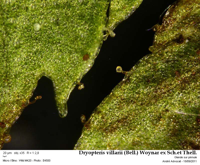 Dryopteris villarii (Bell.) Woynar ex Sch.et Thell. #23991