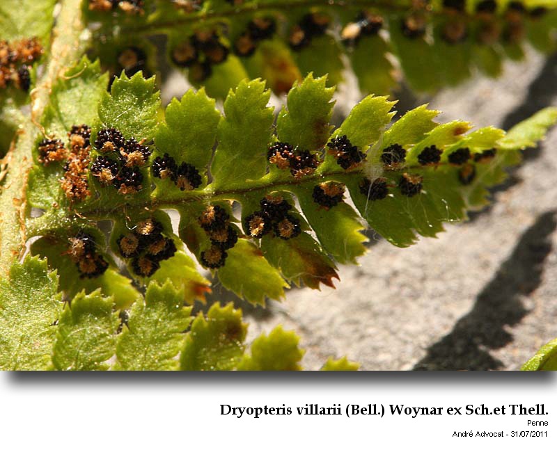 Dryopteris villarii (Bell.) Woynar ex Sch.et Thell. #23989