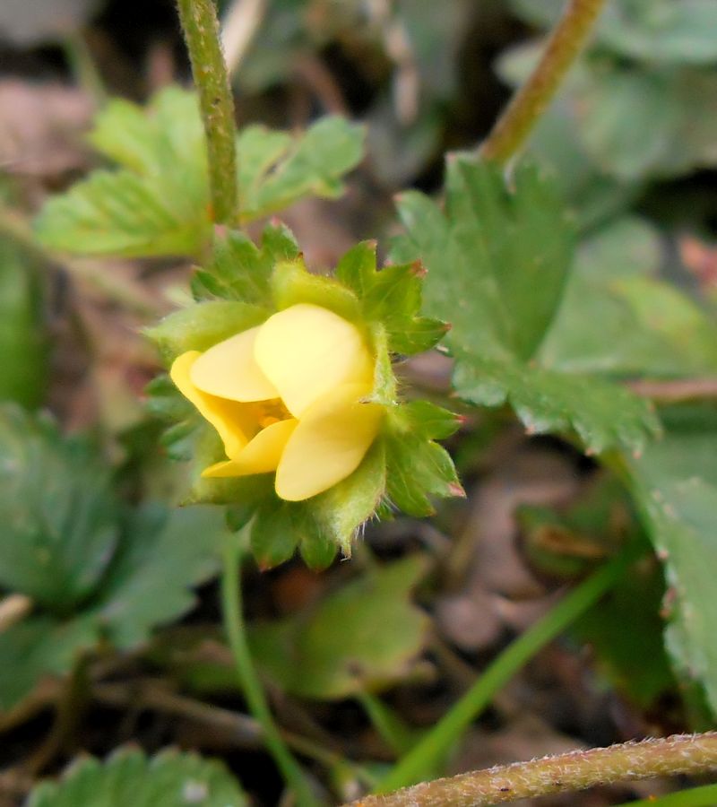Duchesnea indica-Potentilla indica #63827