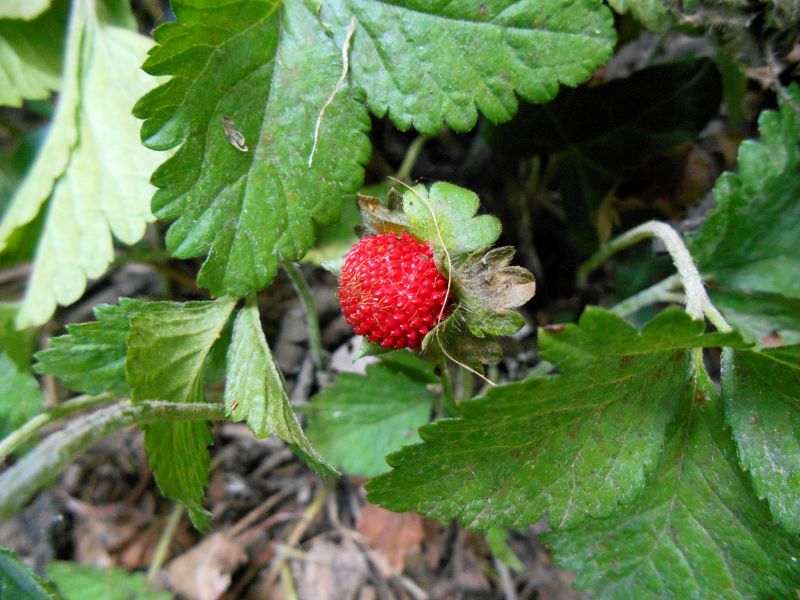 Duchesnea indica-Potentilla indica #63831