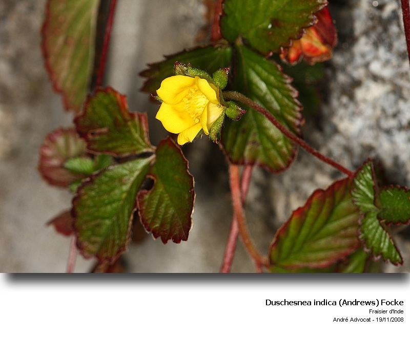 Duschesnea indica (Andrews) Focke  (Fraisier des Indes) #6870