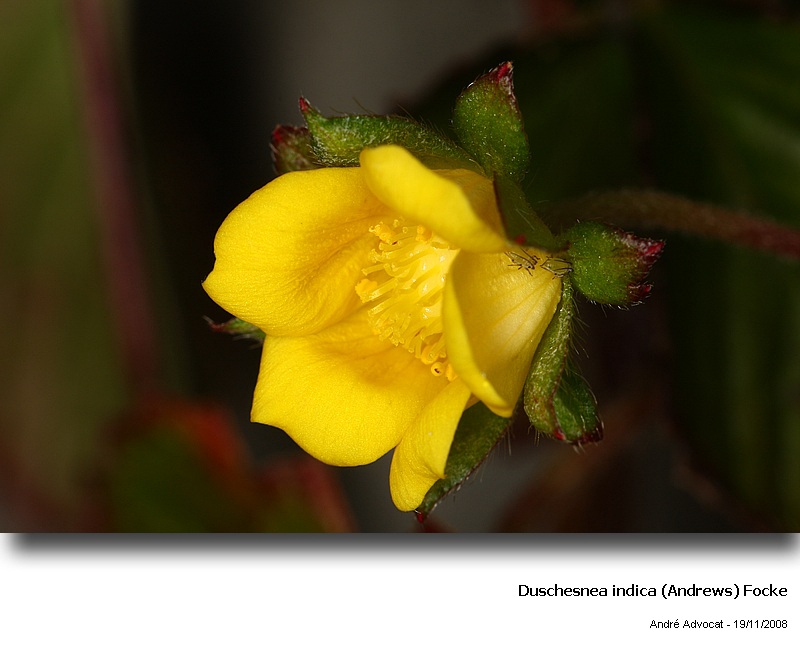 Duschesnea indica (Andrews) Focke  (Fraisier des Indes) #6871