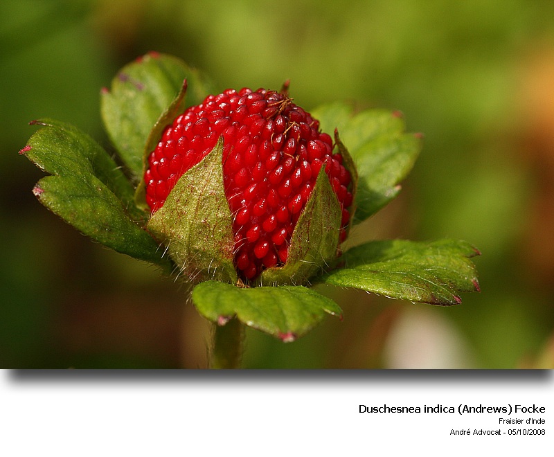 Duschesnea indica (Andrews) Focke  (Fraisier des Indes) #6872