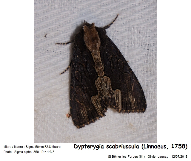 Dypterygia scabriuscula (L., 1758) - La Noctuelle hérissée #43755
