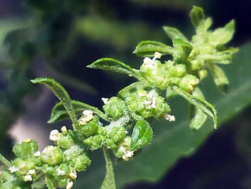 Dysphania ambrosioides #47982