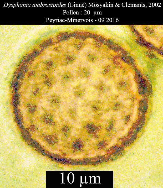 Dysphania ambrosioides #47985