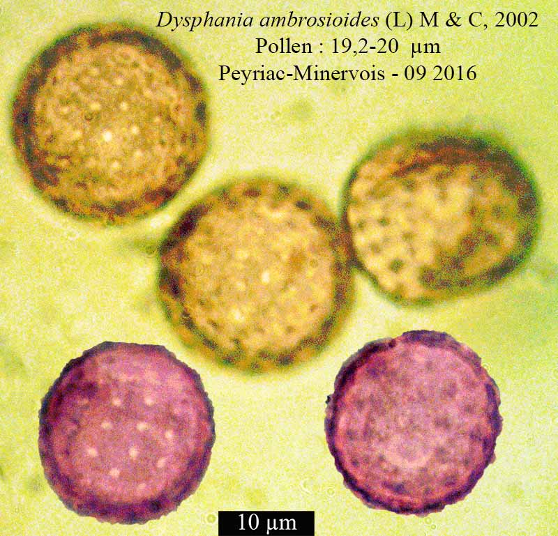Dysphania ambrosioides #47984