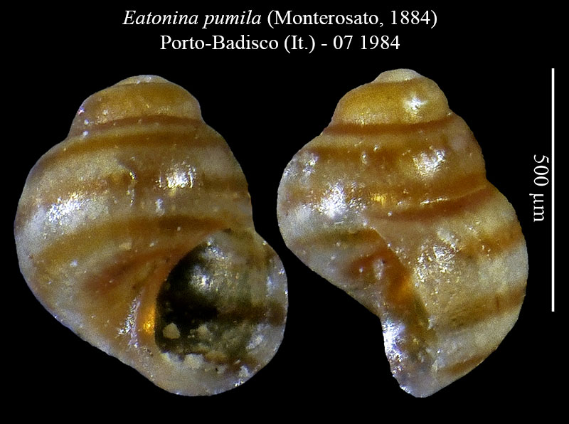 Eatonina pumilla #53408