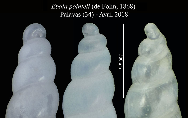 Ebala pointeli #56221