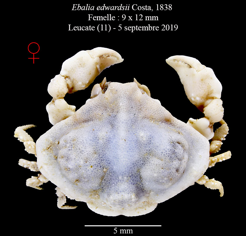 Ebalia edwardsii #60975