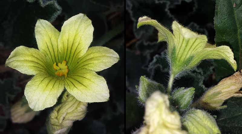 Ecballium elaterium #52321