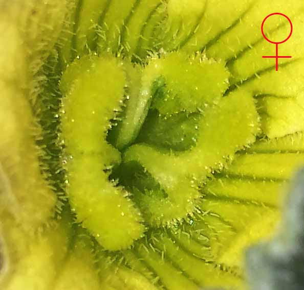 Ecballium elaterium #52318