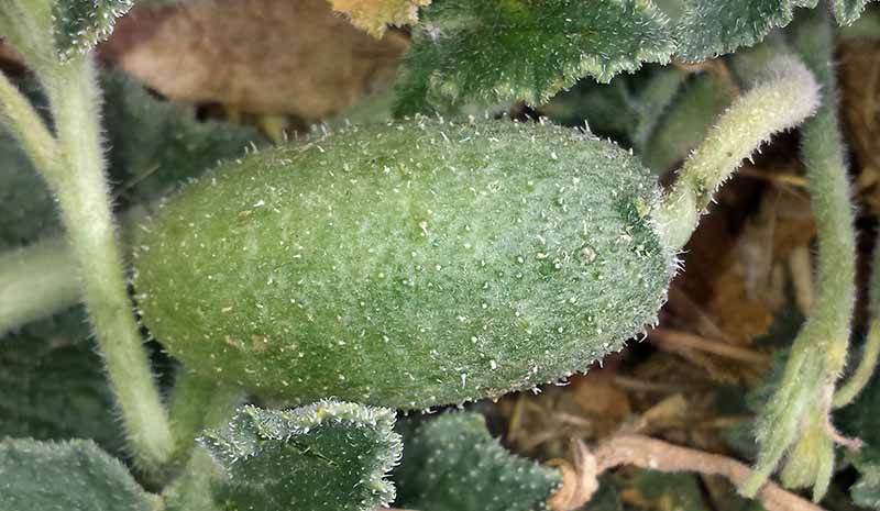 Ecballium elaterium #52323