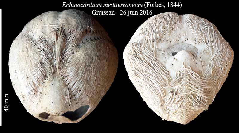 Echinocardium mediterraneum (Forbes, 1844) #46009