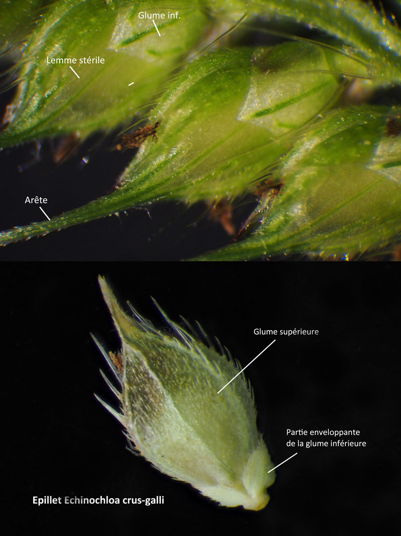 Echinochloa crus-galli : le Pied de coq #60517