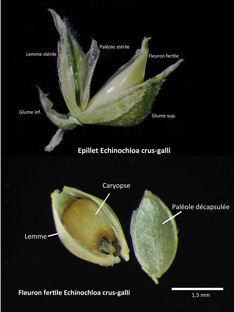 Echinochloa crus-galli : le Pied de coq #60516