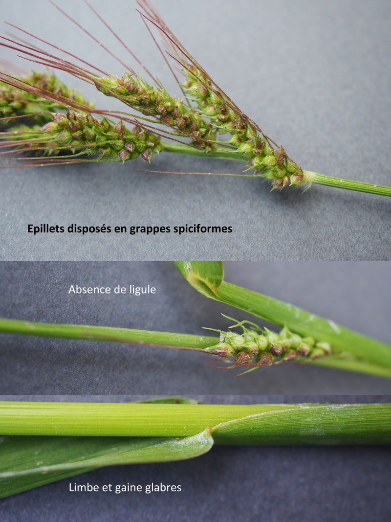 Echinochloa crus-galli : le Pied de coq #60519
