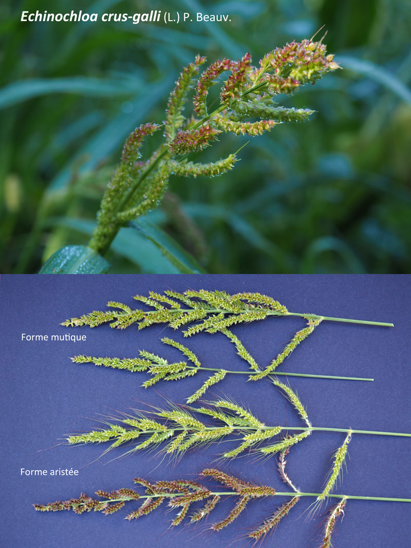 Echinochloa crus-galli : le Pied de coq #60520